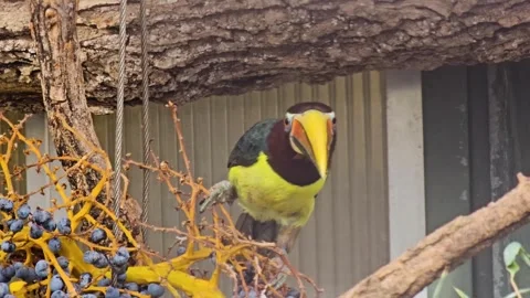 Close up of  toucan bird Stock Footage 266070082