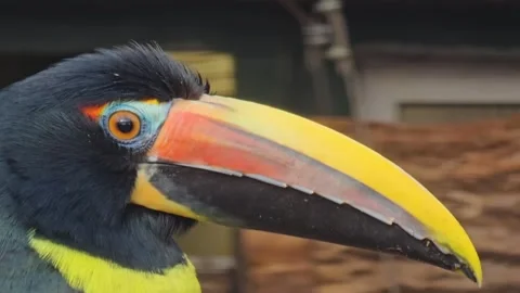 Close up of  toucan bird head  Stock Footage 266069583