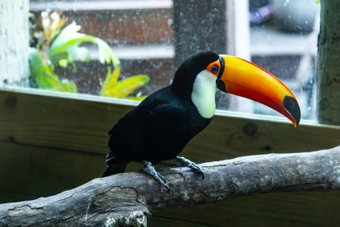 A close-up of a toucan with its large orange beak behind the wire mesh fence. Fotos Stock