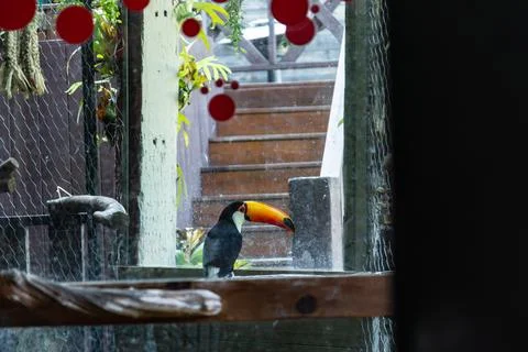 A close-up of a toucan with its large orange beak behind the wire mesh fence. Stock-Fotos