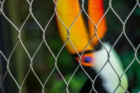 A close-up of a toucan with its large orange beak behind the wire mesh fence. Stock-Fotos