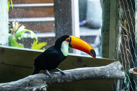 A close-up of a toucan with its large orange beak behind the wire mesh fence. 스톡 사진