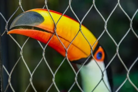 A close-up of a toucan with its large orange beak behind the wire mesh fence. 스톡 사진