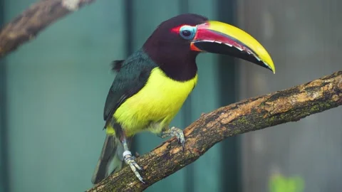 Close up of toucan sitting Stock-Footage 278009566