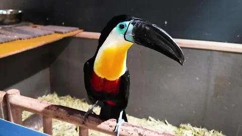 Close-Up of a Toucan: A Vibrant and Charming Tropical Bird Stock Footage 299138656