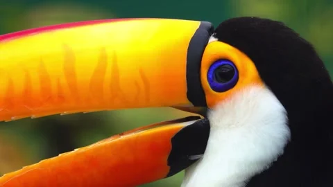 Close-up of a toucan's vibrant beak and striking blue eye with subtle movements Stock Footage 340861081