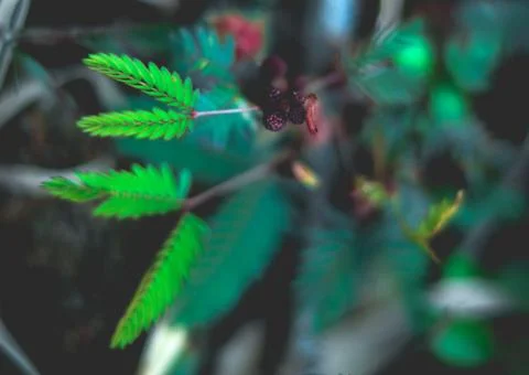 Close up of Touch Sensitive Plant with Red color fruit and Flowers Stock Photos