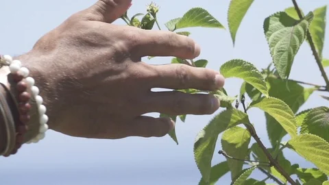 Close up Touching Flower Slow Motion Stock Footage 106781338