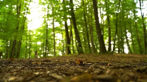 Close up touring bicycle through the forest. Stock Footage 117973492