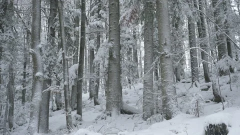CLOSE UP: Towering pine and spruce trees are covered in pristine white snow. Vídeos de archivo 146636463