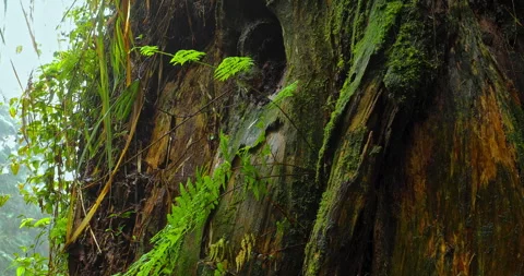 Close-up of towering sacred trees and moss-covered roots in a misty forest. 库存影片 334134020