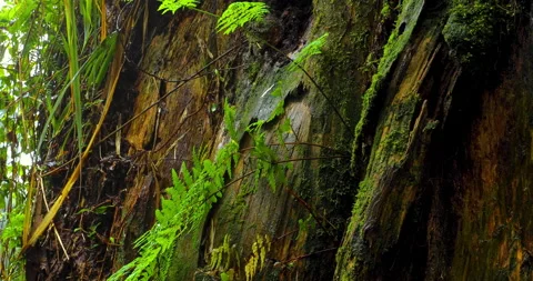 Close-up of towering sacred trees and moss-covered roots in a misty forest. 库存影片 334134427