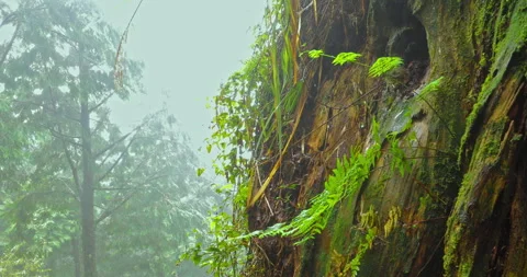 Close-up of towering sacred trees and moss-covered roots in a misty forest. 库存影片 334134434