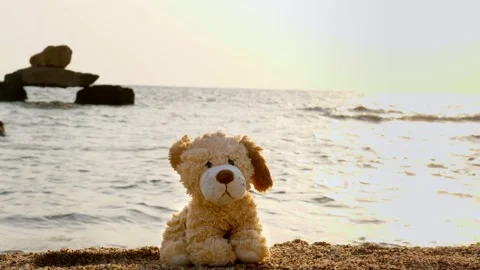 Close-up, toy dog sits on a sandy beach lonely, against the backdrop of the sea Stock Footage 136835914