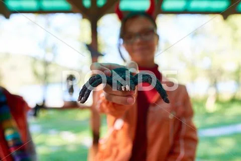 Close-up of toy spider in woman's hand Stock Photos