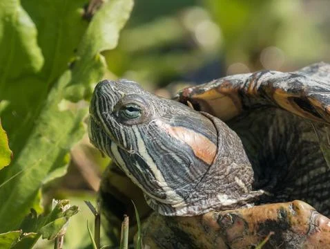 Close-up of Trachemys scripta elegans head and shell on a rocky river bank Stock Photos