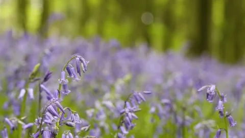 Close Up Tracking of Blubell Flowers in Spring Woodland Video stock 154595414