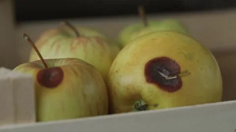 Close tracking camera shot over wooden crate filled with red apples highlig.. Video stock 344877178