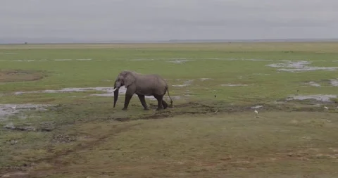 Close up tracking drone shots of bush Elephants in Africa Vídeo Stock 147956637
