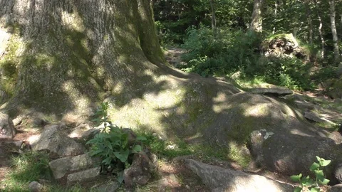 Close up tracking large old oak Stock Footage 97899276