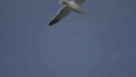 Close-up tracking of seagull flying, San Francisco Vídeos de archivo 333580620