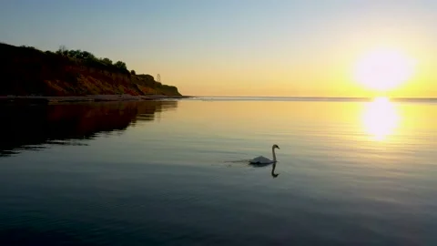 Close-up, tracking shooting of a swan on a sunny path, against the rising sun Stock Footage 178965919