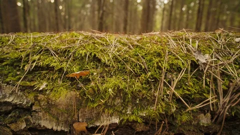 Close up tracking shot along a fallen tree lying on the forest floor in spring Stock-Footage 129520737