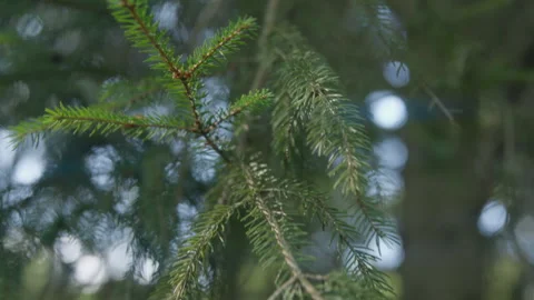 Close-Up Tracking Shot Along Spruce Leaf 스톡 동영상 307703016
