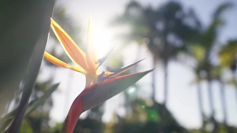Close up tracking shot of Birds of Paradise Flower Flowers with Sun Flares 库存影片 240312595