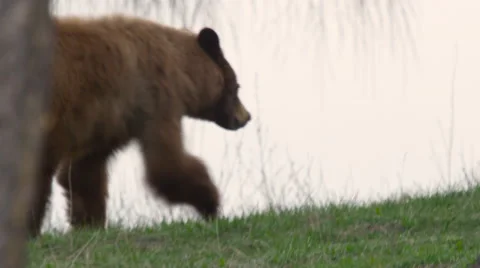 Close tracking shot of brownish black bear walking along creek bank in morning Video stock 63047655