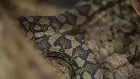 Close up tracking shot of a Carpet Python scales, showing detail of the pattern 스톡 동영상 327531887