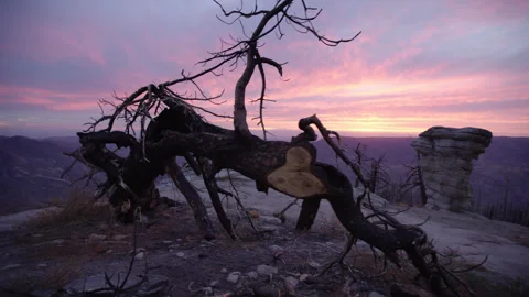 Close-Up Tracking Shot of a Dead Fallen Tree on a Rocky Mountain Peak at Sunset Stock Footage 315724472