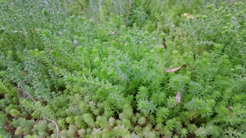 Close up tracking shot of a dense green sedum succulent Stock Footage 336809640