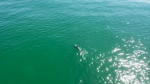 Close tracking shot of dolphin at the surface Stock Footage 161379478