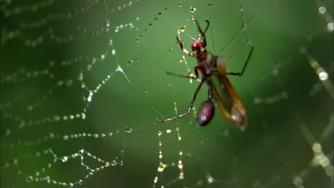 Close Up Tracking Shot of Elongated Insect Stuck in Spiderweb, 4K Stock Footage 339256074