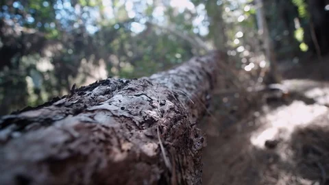 Close up tracking shot of fallen tree in green forest of Esperanza, Tenerife Stock Footage 123621535