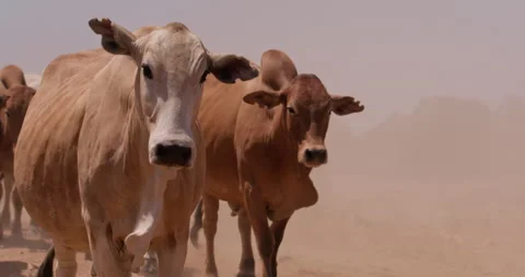 Close up tracking  shot of a flock of boran cattle bodies strolling Stock Footage 308679331
