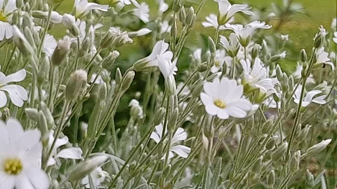 Close up tracking shot of flowers in a cloudy day Stock Footage 89749239