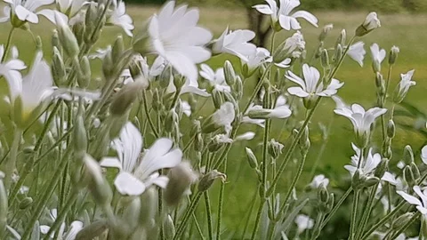 Close up tracking shot of flowers in a cloudy day Stock Footage 89749313