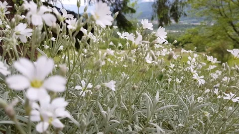 Close up tracking shot of flowers in a cloudy day Stock Footage 89749375
