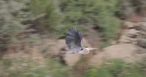 Close Tracking Shot of Great Blue Heron Flying in Slow Motion Stock Footage 333599109