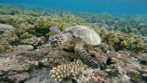 Close up tracking shot of Green Sea Turtle Swimming in Shallow Coral Reef Stock Footage 335266366