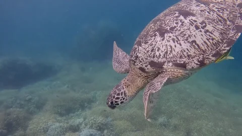 Close-up tracking shot of a green sea turtle descending toward the seabed Vídeos de archivo 339064775