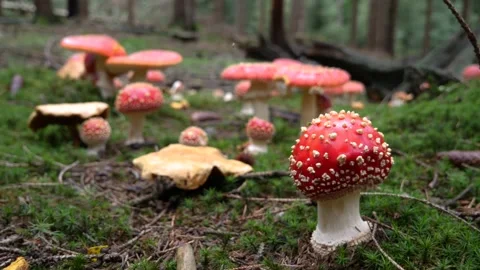 Close-up tracking shot of group of many fly agarics in coniferous forest Video stock 138800557