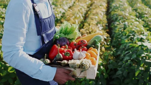 Close Up Tracking Shot of Harvest Box with Fresh Ripe Vegetables from Local Eco Stock Footage 148802288