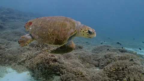 Close tracking shot of Hawksbill turtle swimming over the reef. Stock Footage 295317241