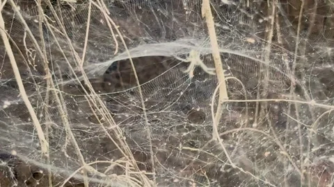 Close up tracking shot of a large intricate spider web built among dry bran.. Stock Footage 337582941