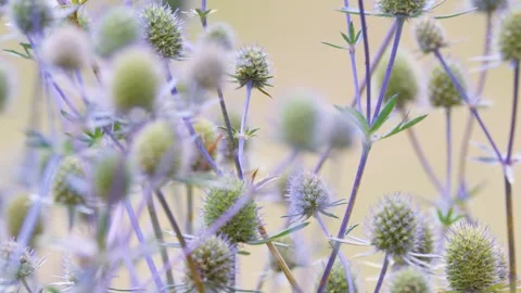 Close-Up Tracking Shot of Lavender Thistle Flowers in Soft Light Vídeos de archivo 326019552
