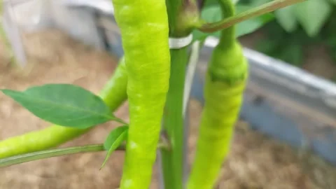 Close-up tracking shot of long green chili peppers growing on a plant in a garde Stock Footage 337053502