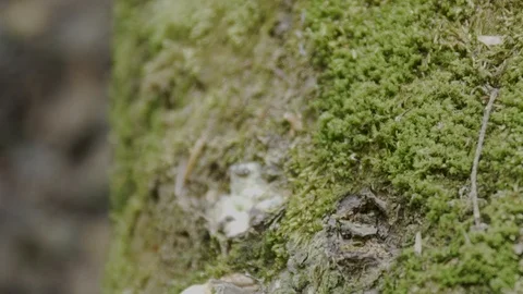 Close tracking shot of Moss and Mushrooms growing on a log Video stock 121550876